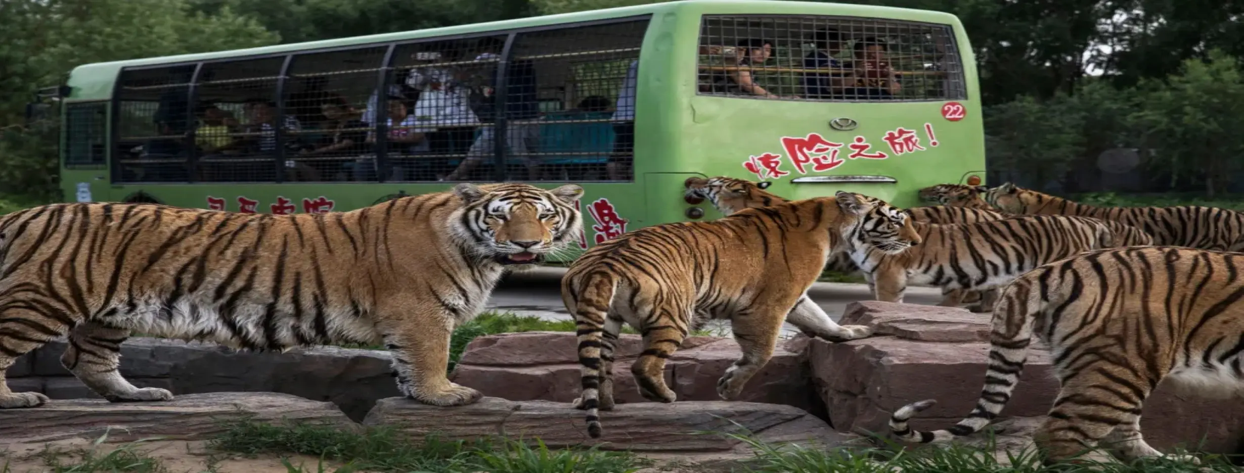 Image for Siberian Tiger Park